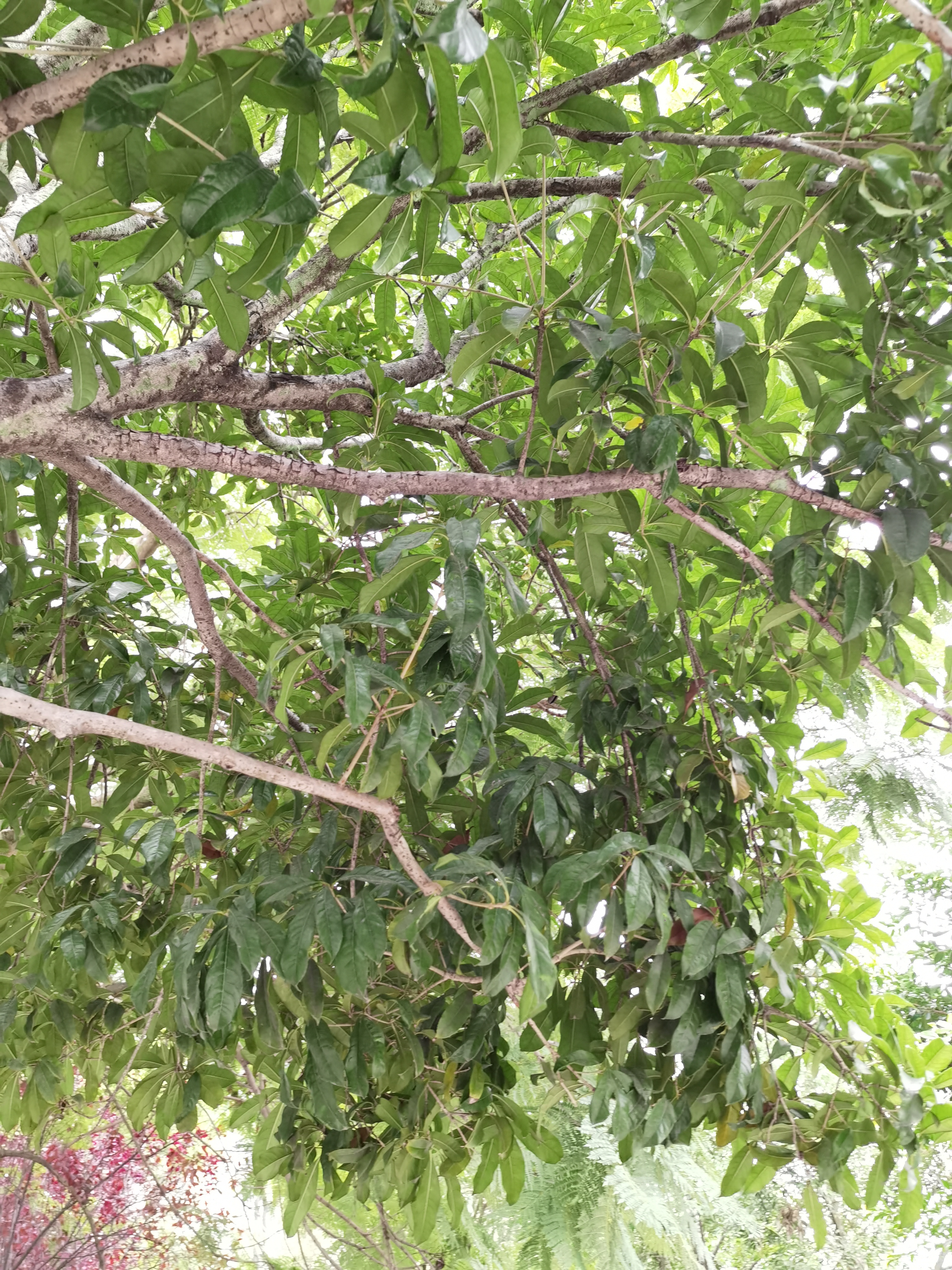 仰拍清新繁茂树枝素材