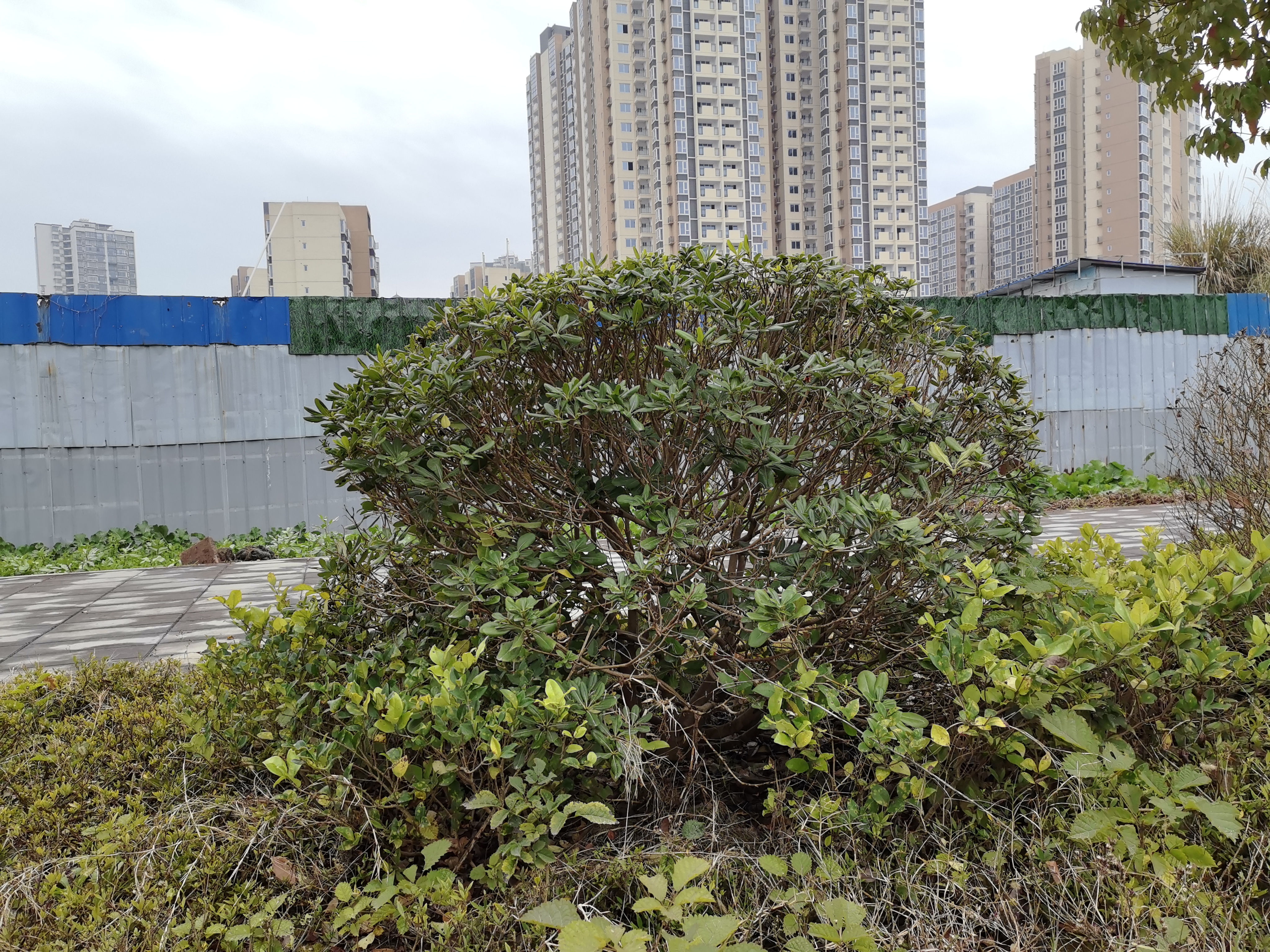 冬日城郊围栏与远处建筑素材
