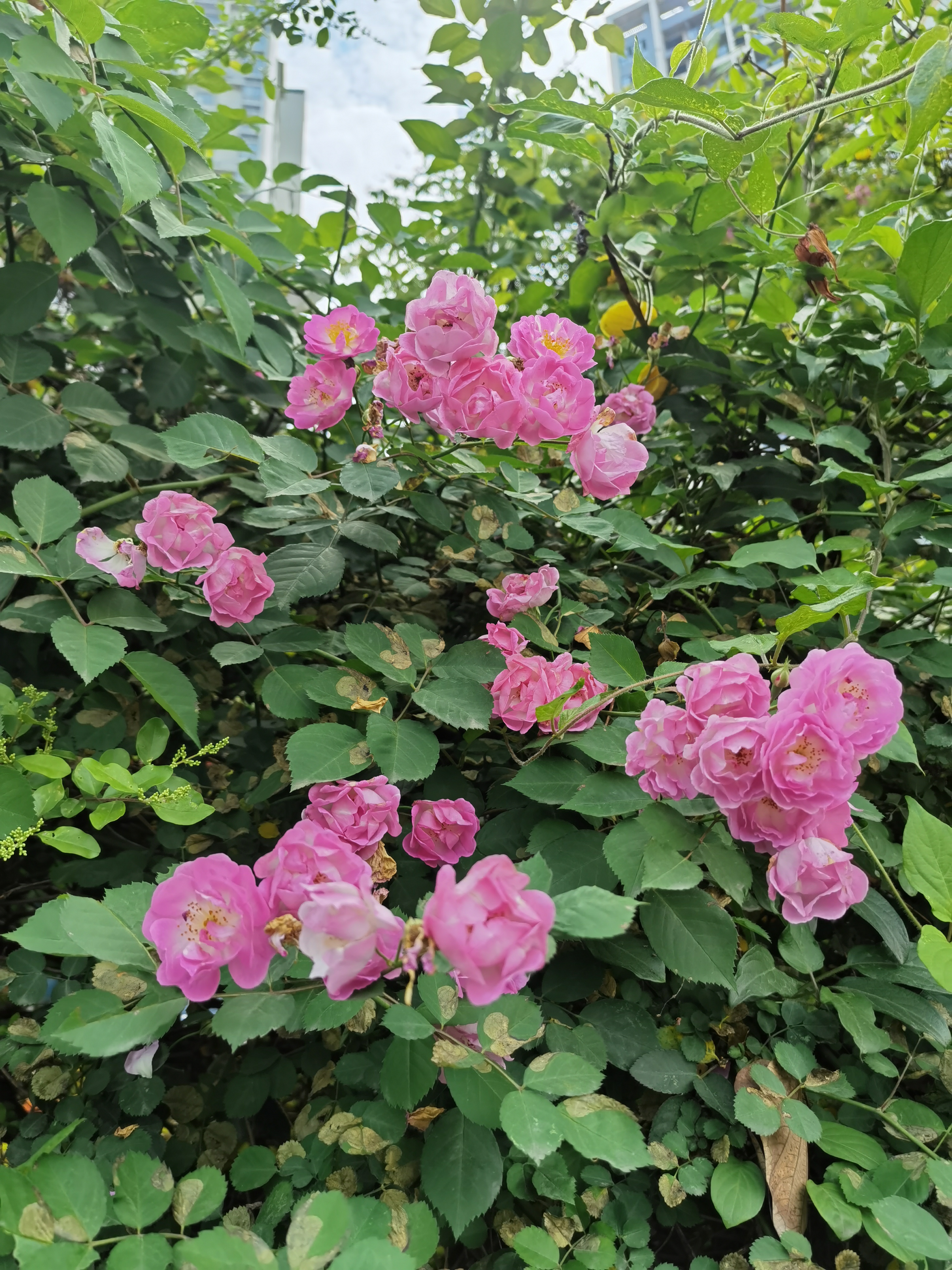 粉色蔷薇花墙绽放绿叶间素材