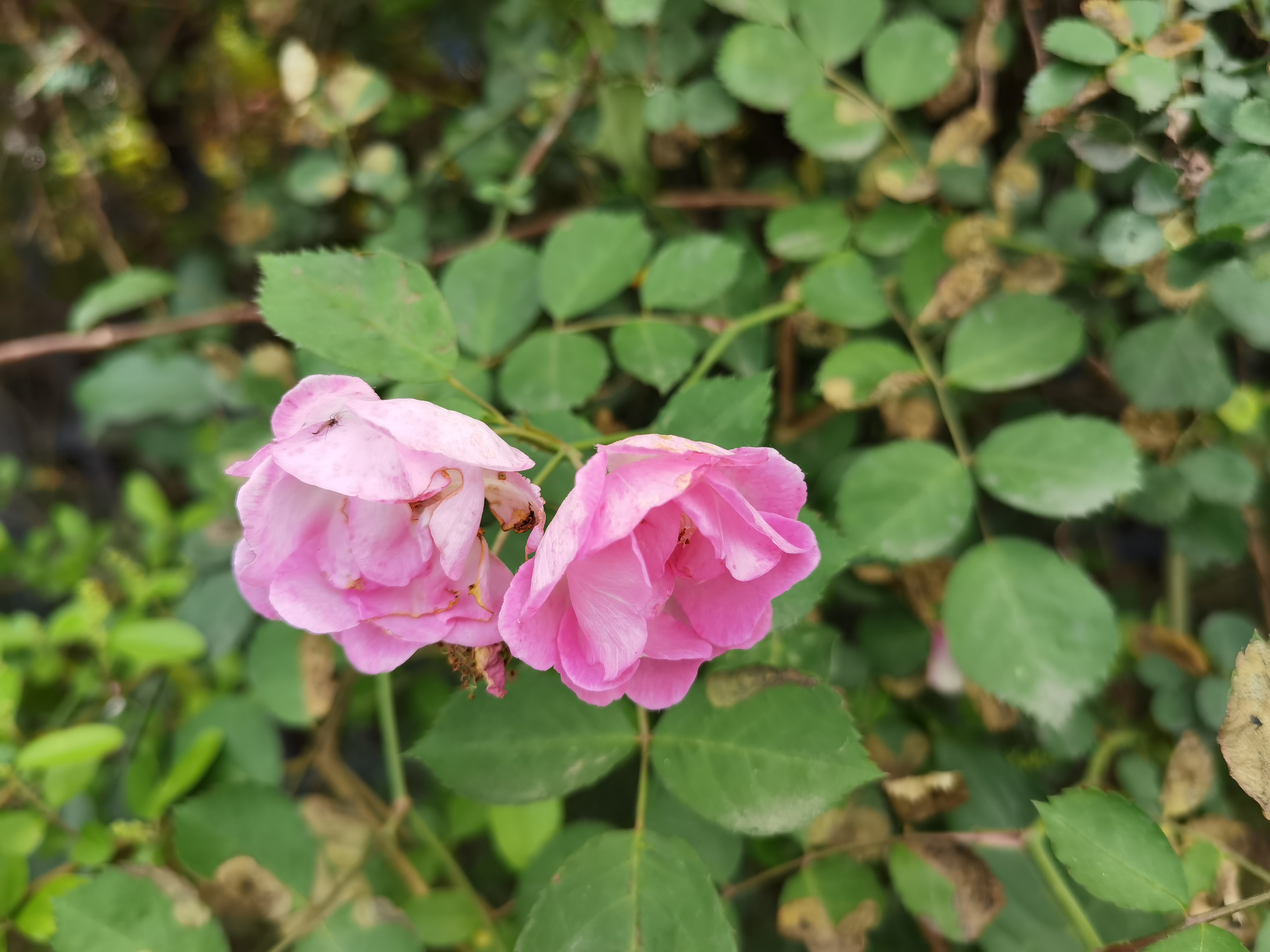 粉色蔷薇花墙绽放绿叶间素材