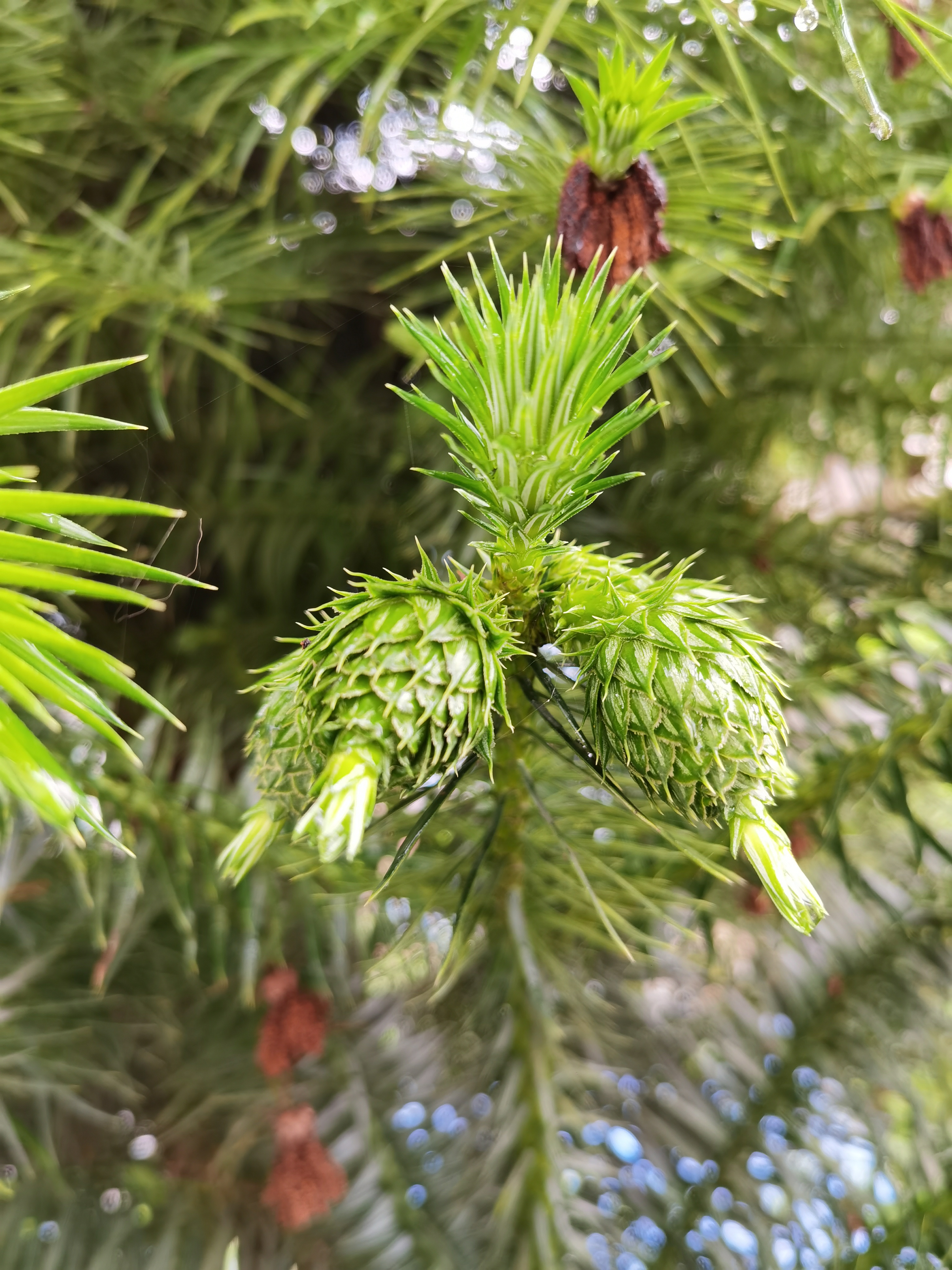 翠绿清新的植物果实挂枝头素材