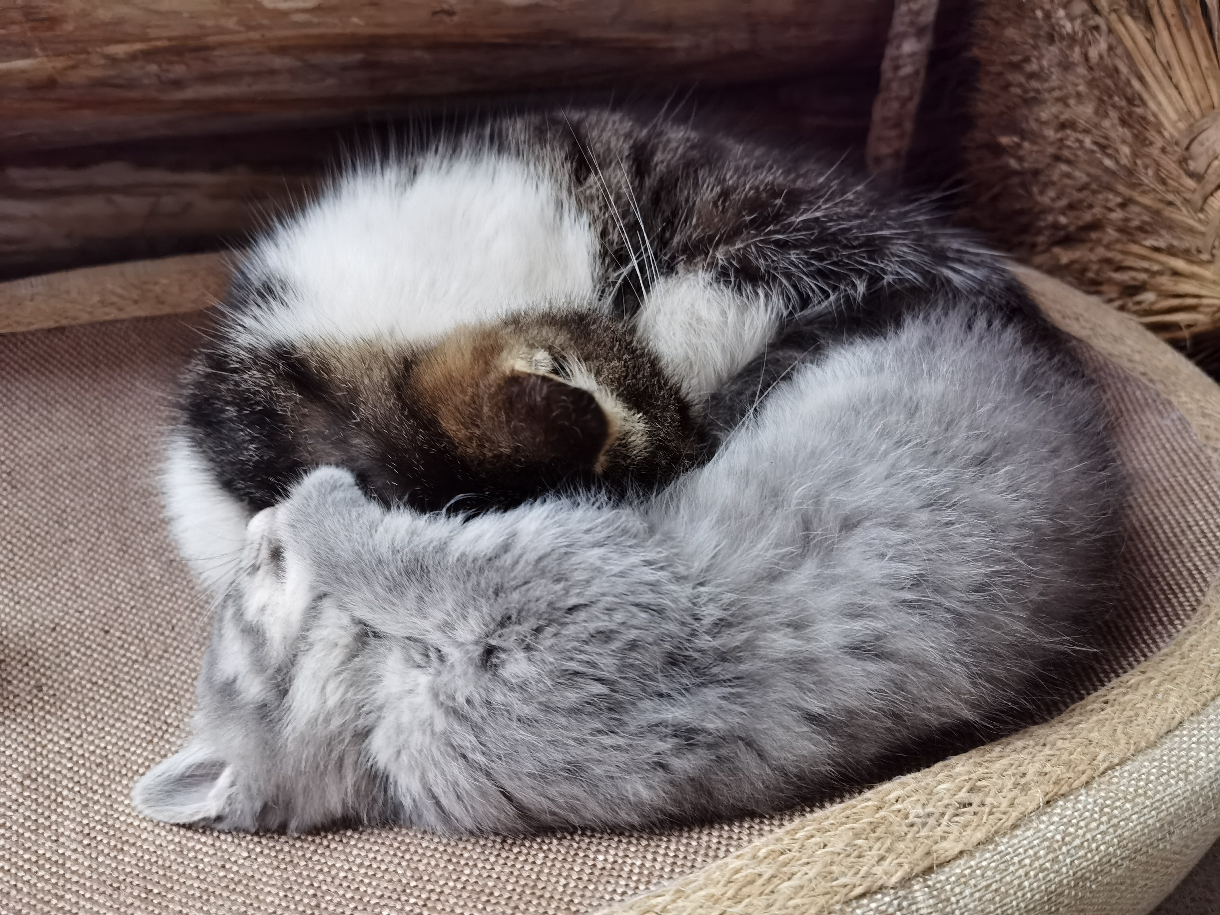 两只可爱猫咪蜷缩一起素材