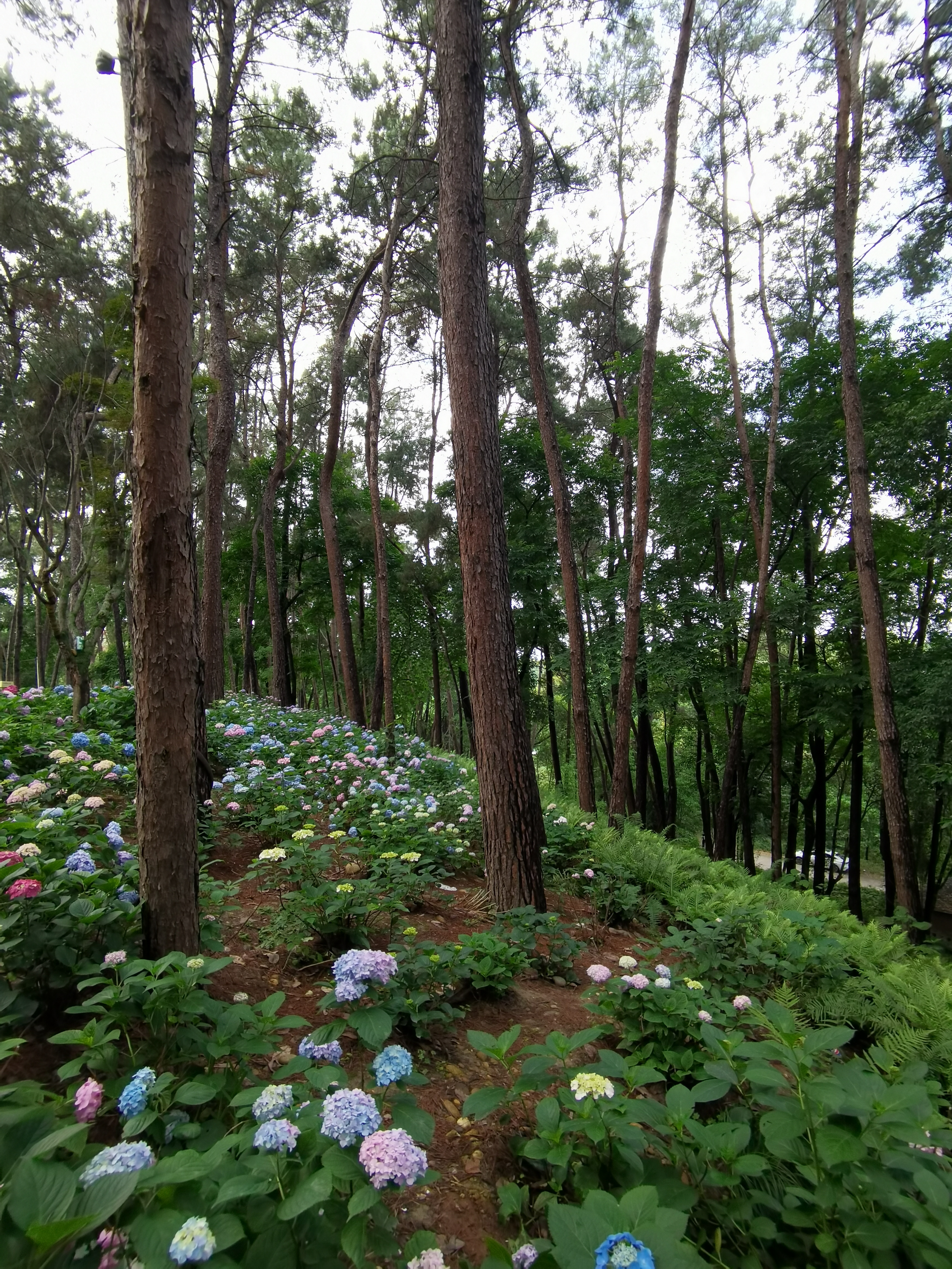 林间树木与绣球花田素材