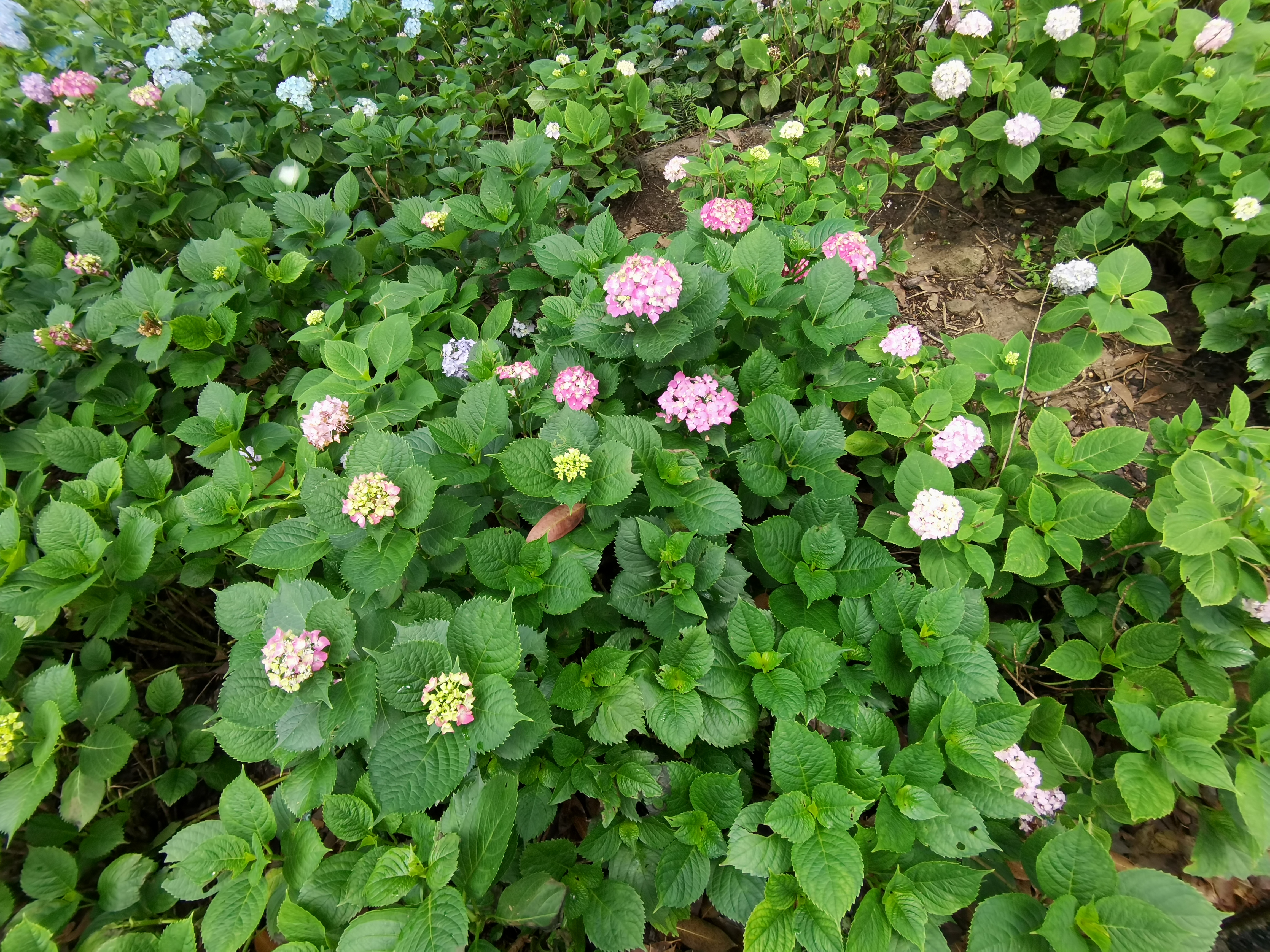 山间多彩绣球花绽放绿叶间素材