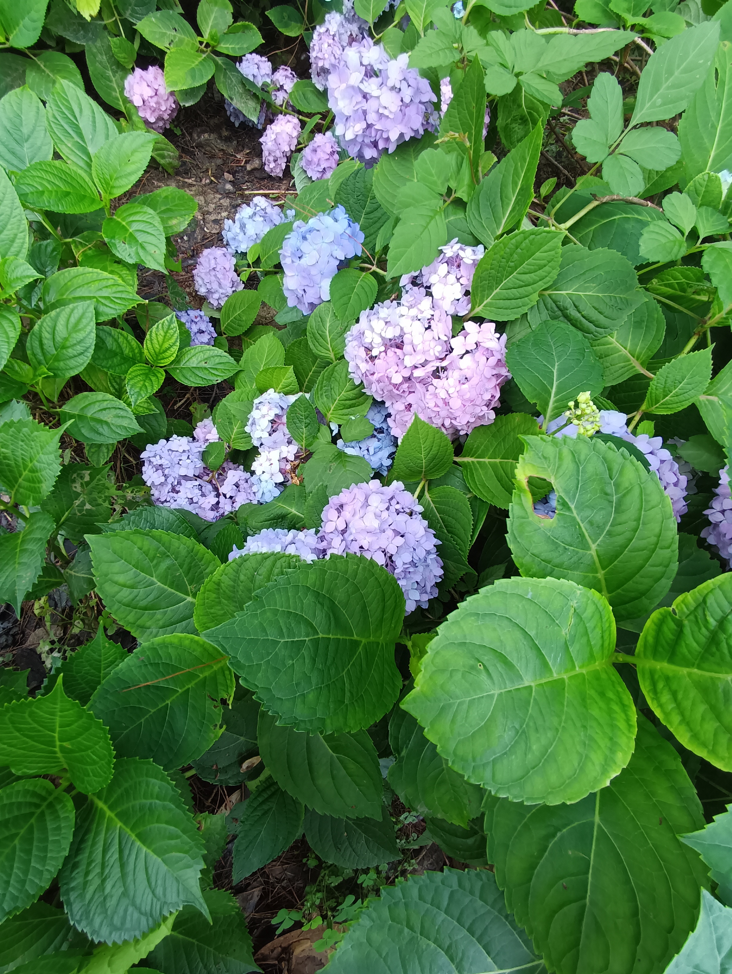 绚烂多彩的绣球花花丛素材
