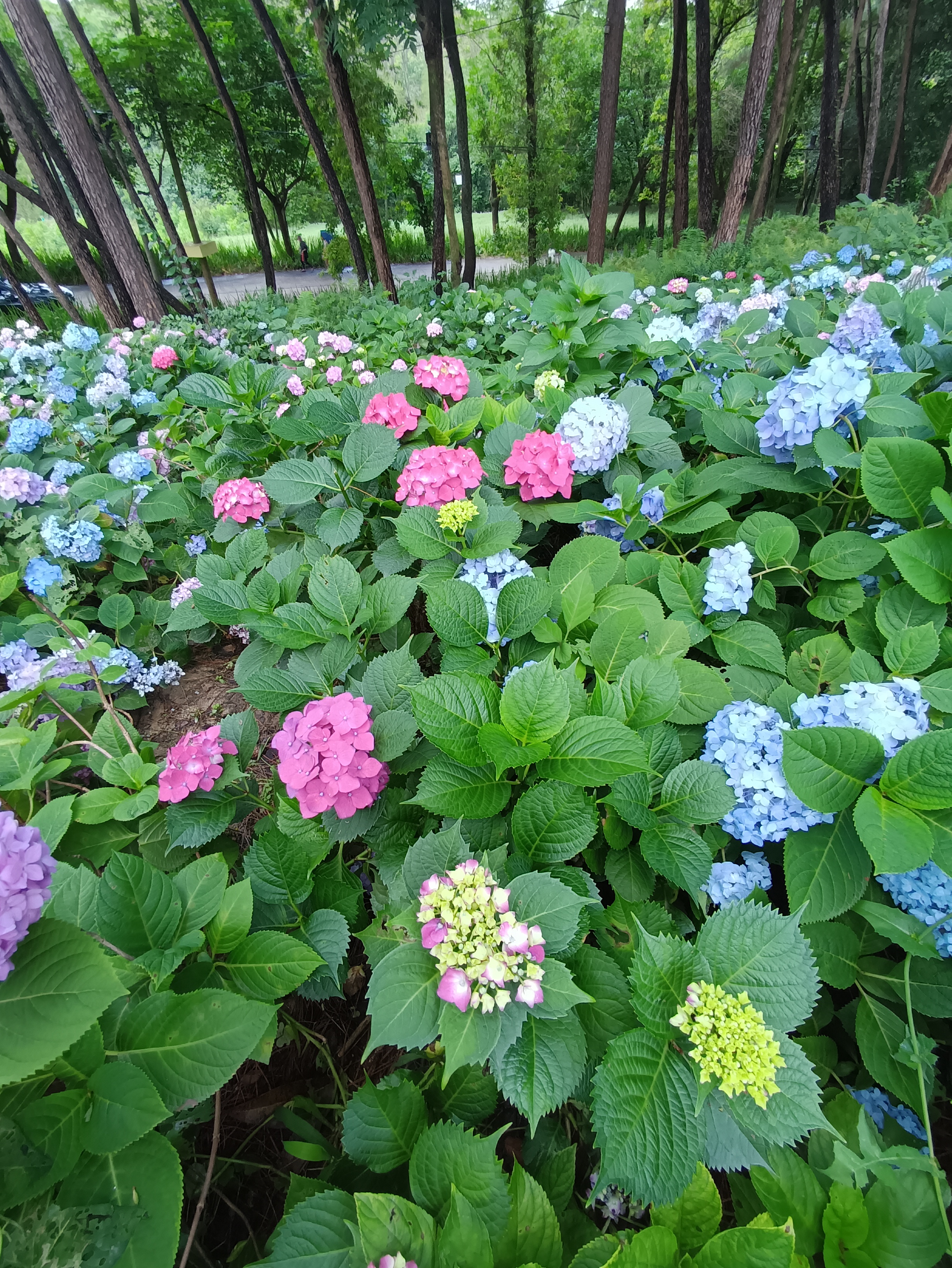 绚烂多彩的绣球花花丛素材