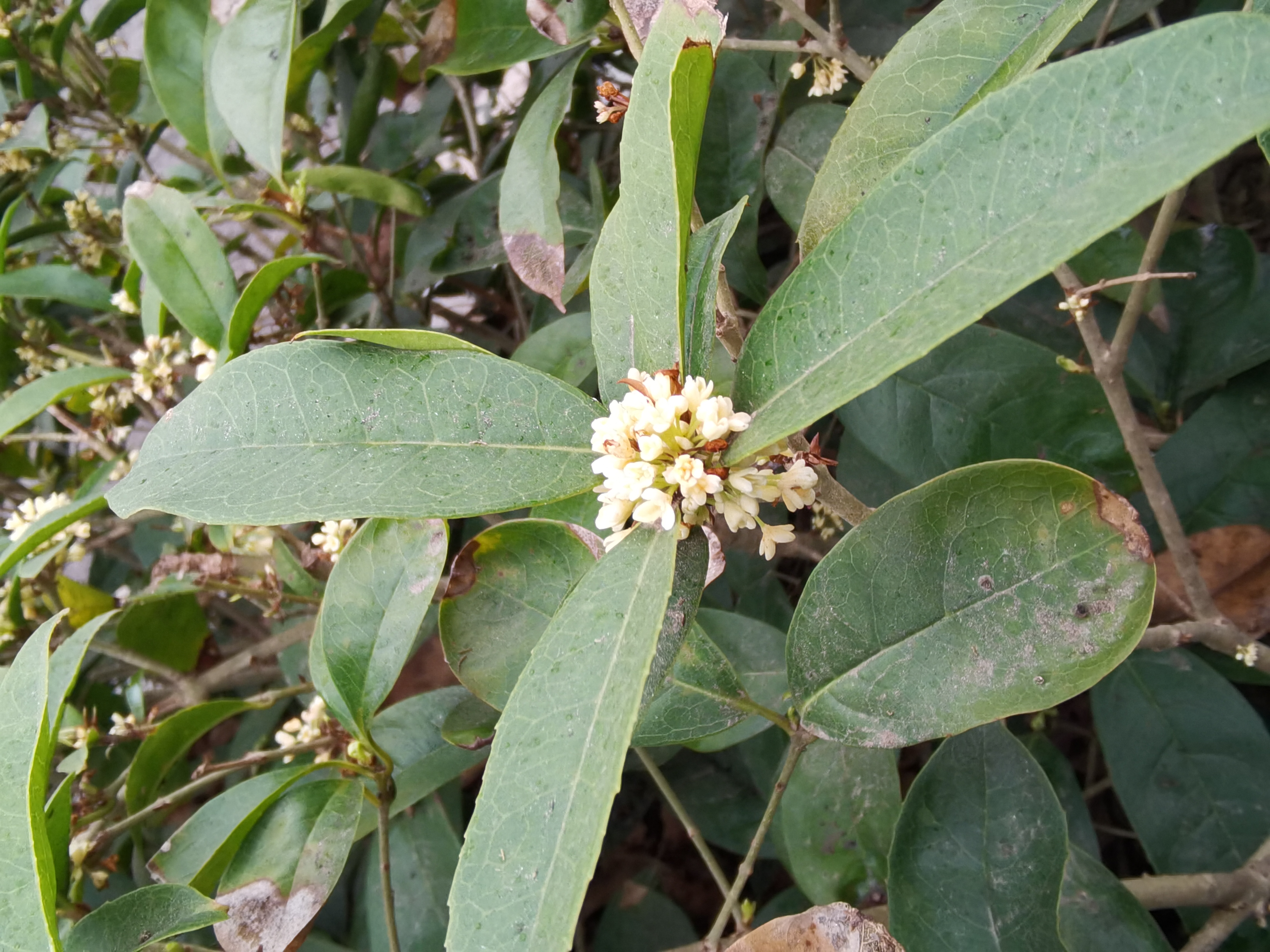 清新白色桂花绽放绿叶间素材