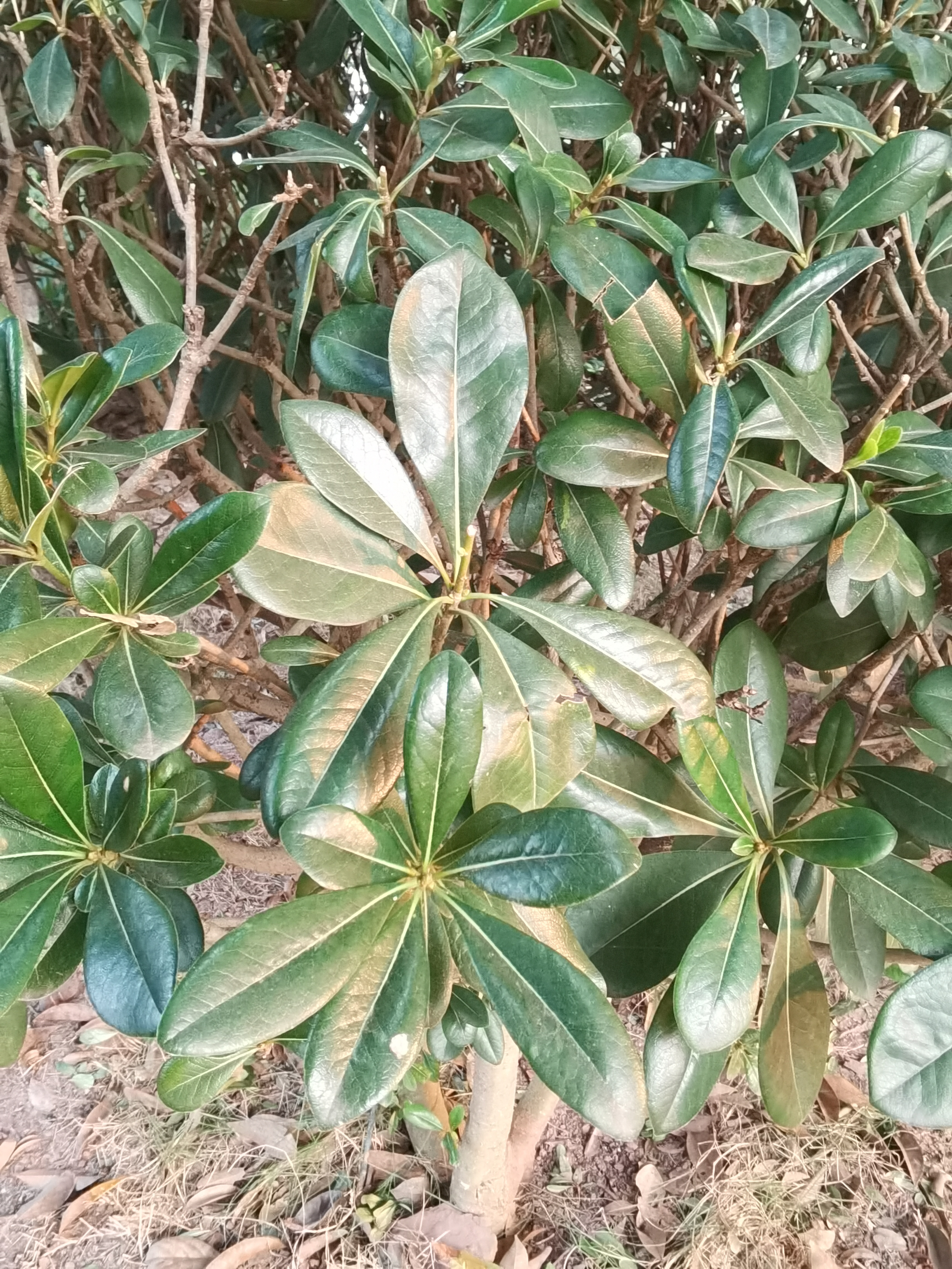 绿意盎然的翠绿植物素材
