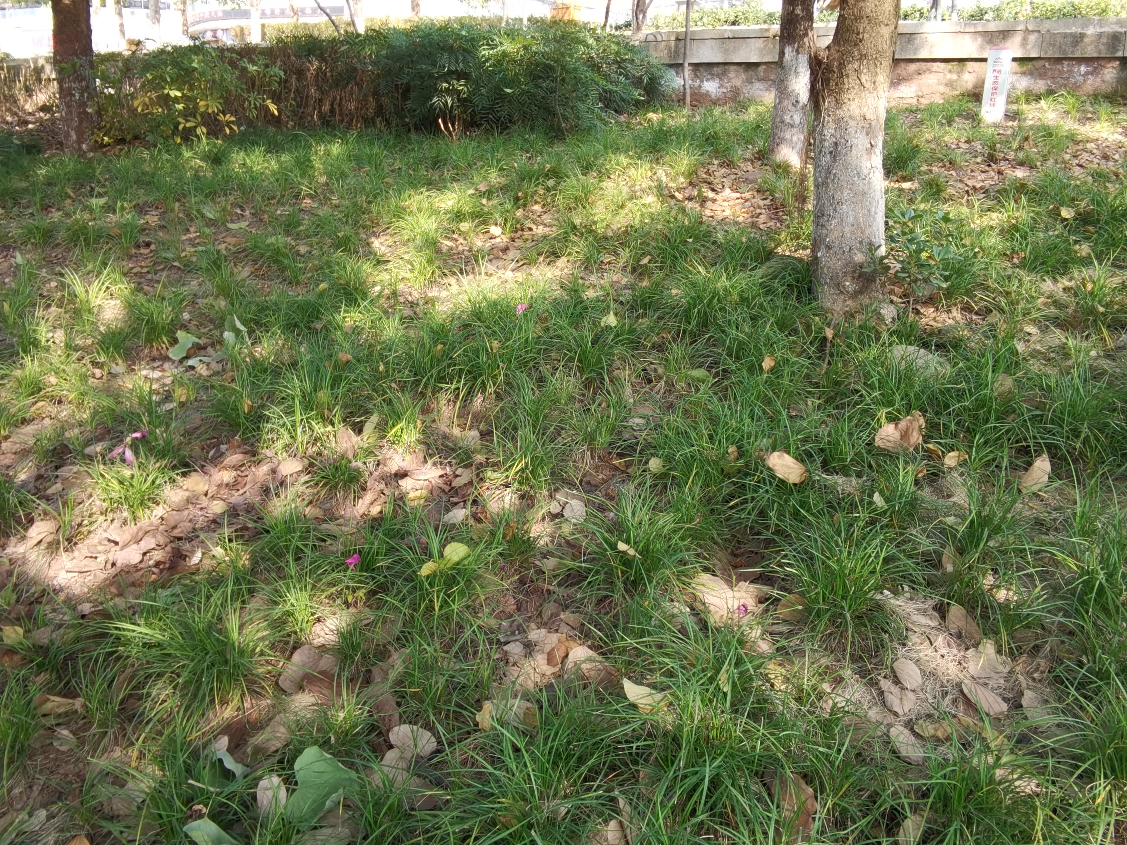 冬日阳光下的青草地素材