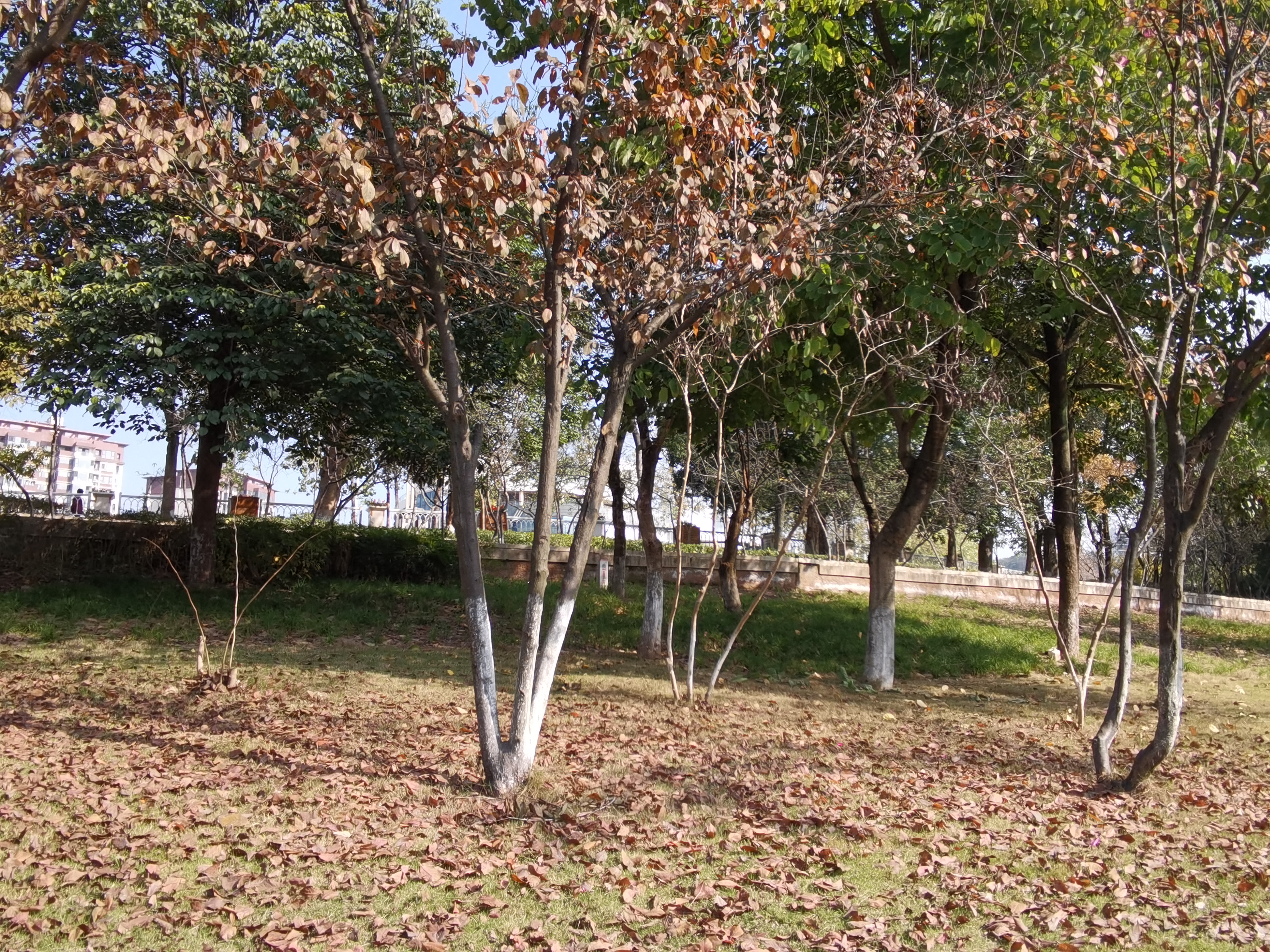 生态清新的公园环境素材