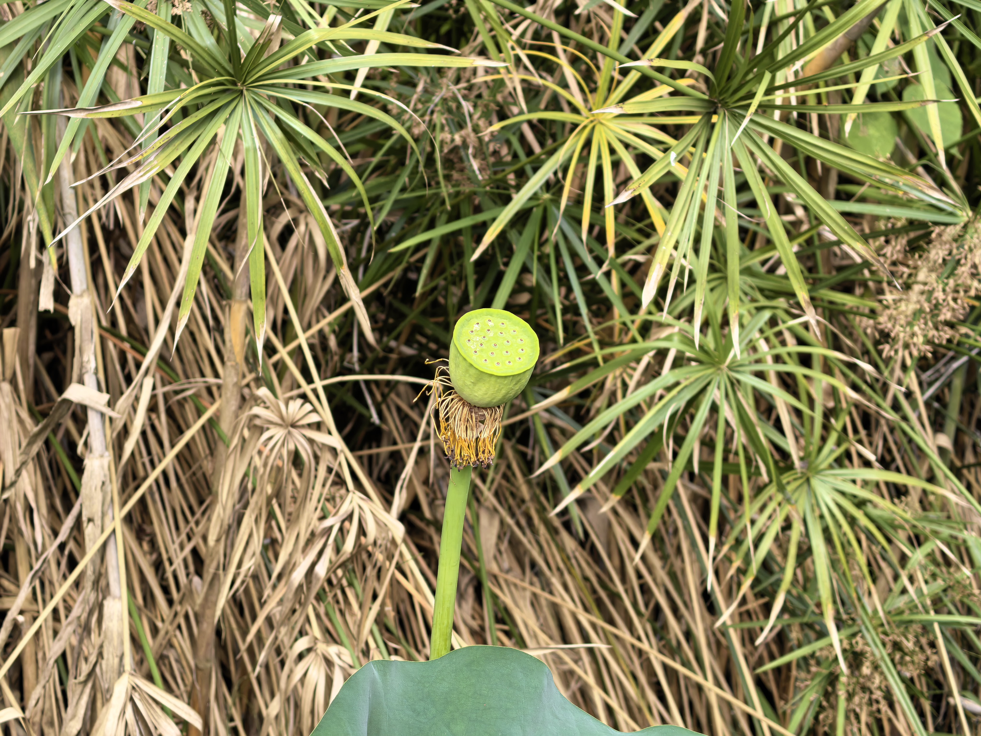 夏日清新莲蓬特写素材