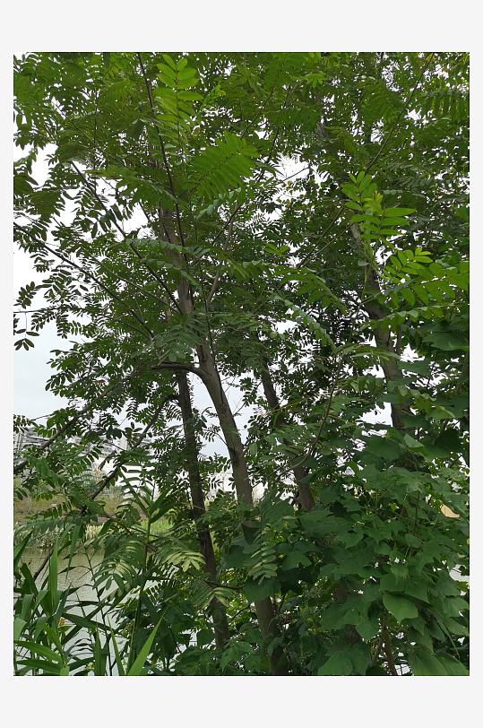 生态清新的河畔风光-众图网