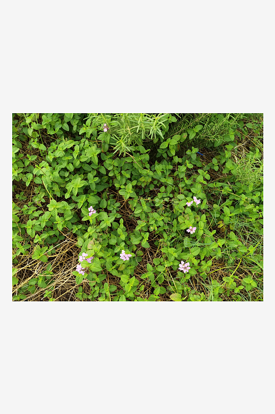 翠绿植物点缀美好环境-众图网