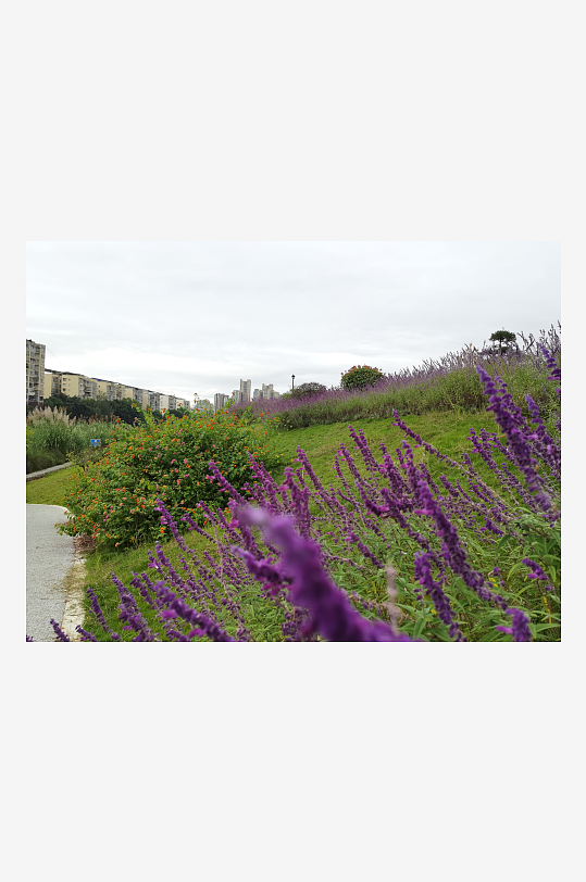 户外多彩花卉美化环境-众图网