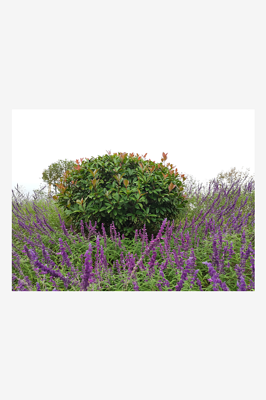 户外多彩花卉美化环境-众图网