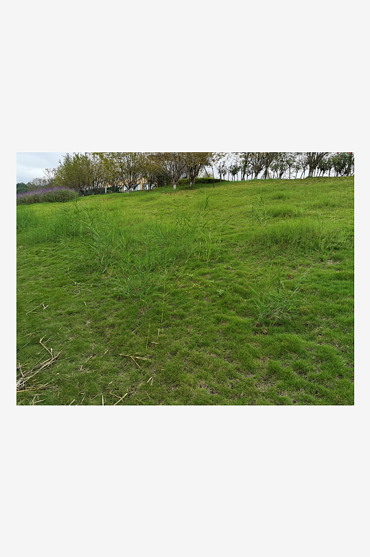 翠绿草坪美化城市环境-众图网