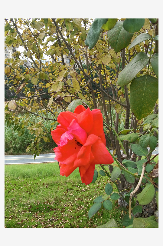 艳丽多彩花卉绽放-众图网
