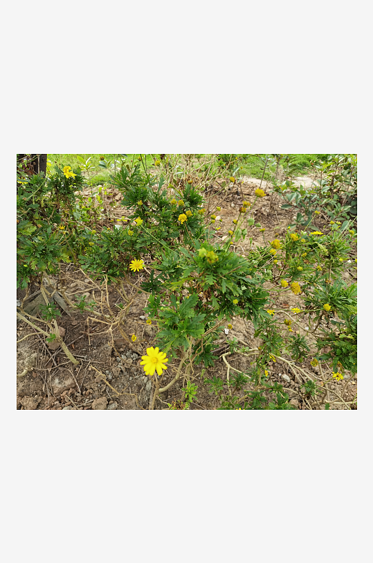 艳丽多彩花卉绽放-众图网