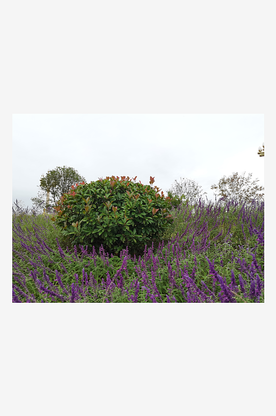 艳丽多彩的户外花卉-众图网