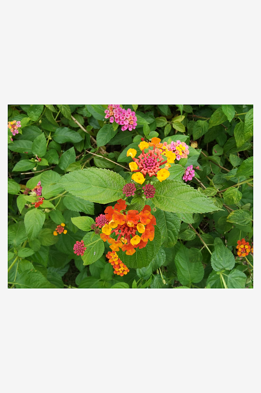 艳丽多彩花卉绽放-众图网