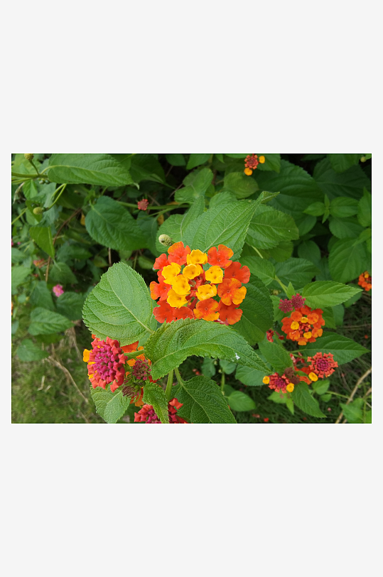 艳丽多彩花卉绽放-众图网