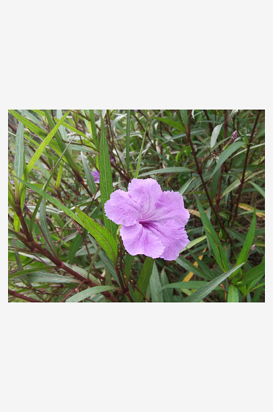 艳丽多彩的户外花卉-众图网