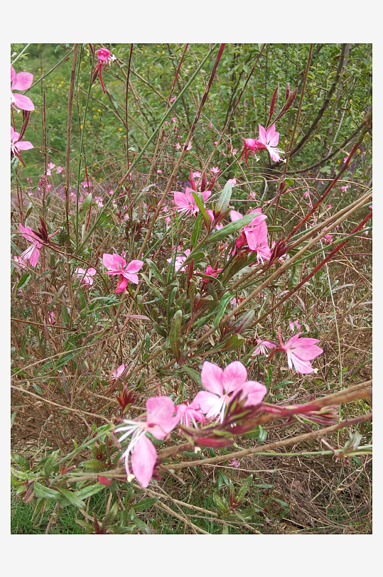 艳丽多彩的户外花卉-众图网