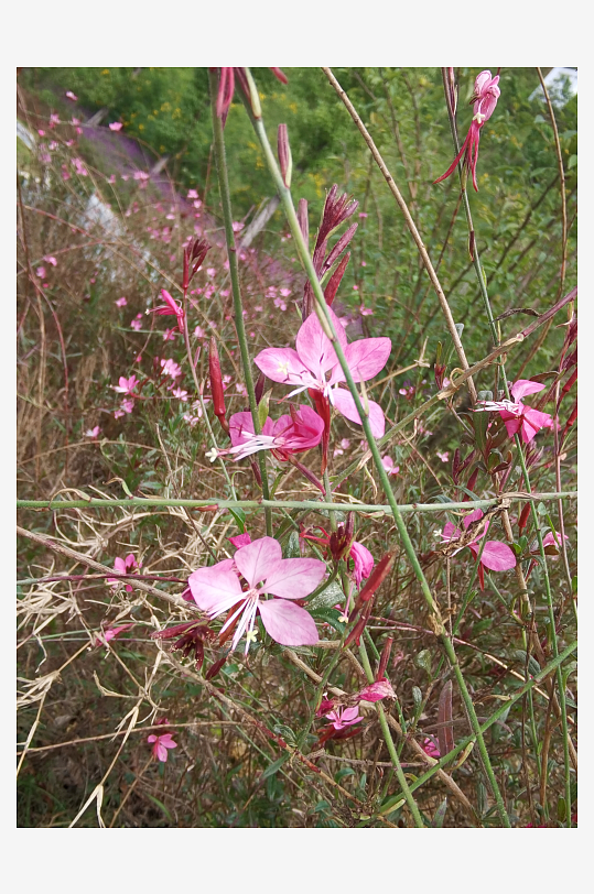 艳丽多彩的户外花卉-众图网