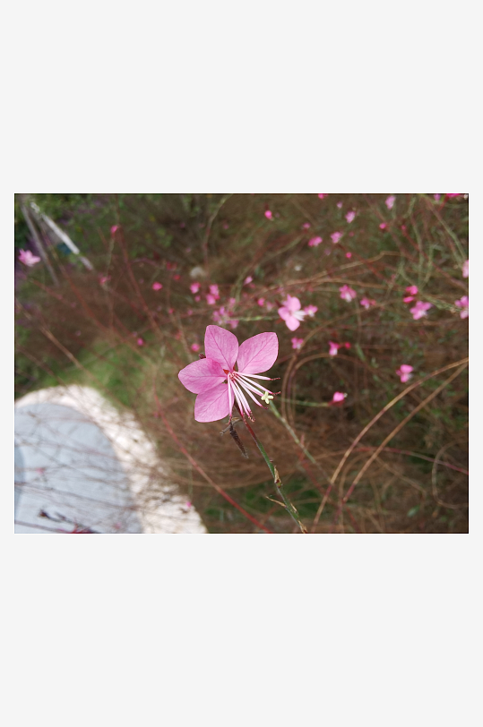 艳丽多彩的户外花卉-众图网