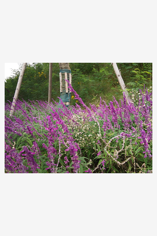 艳丽多彩的户外花卉-众图网