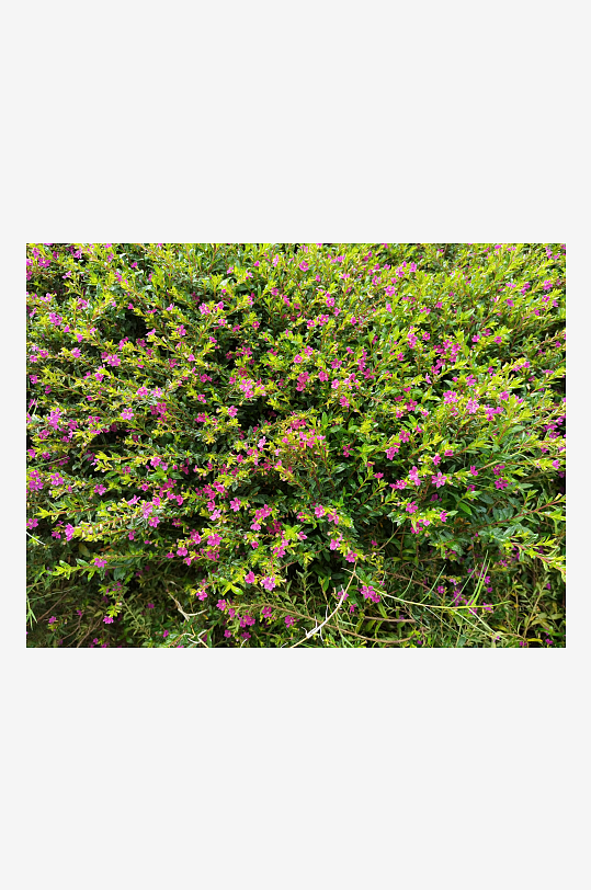 艳丽多彩的户外花卉-众图网