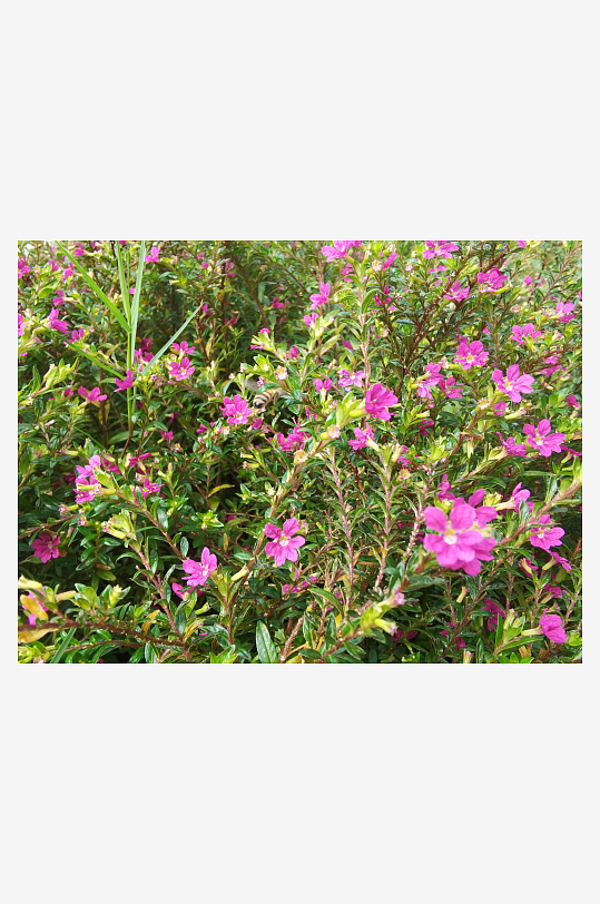 艳丽多彩的户外花卉-众图网