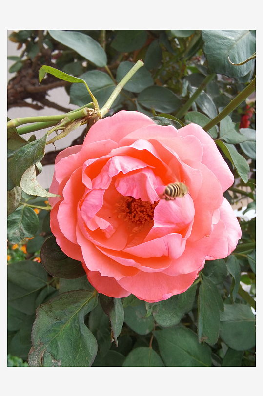 艳丽多彩的户外花卉-众图网