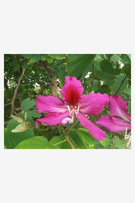 枝头绽放的艳丽花朵-众图网