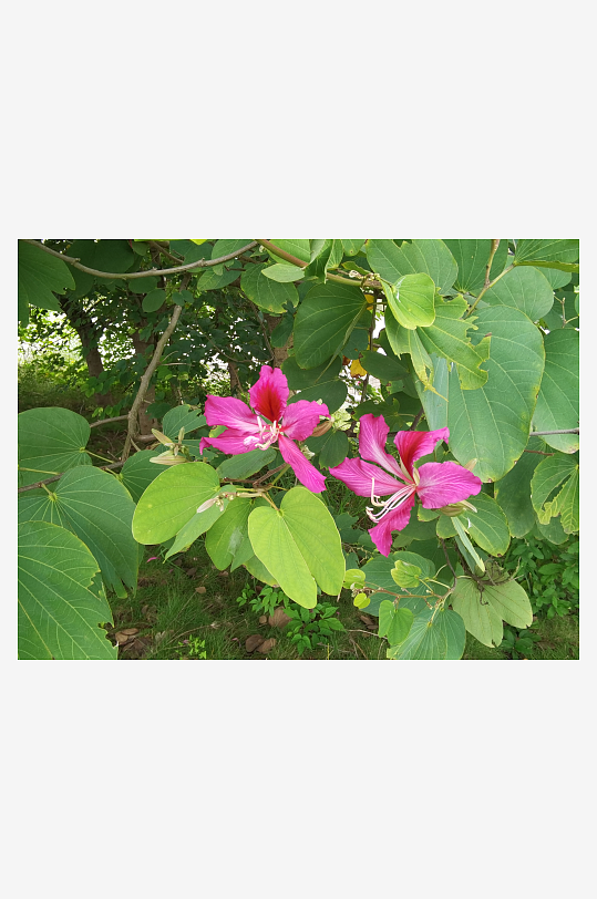 枝头绽放的艳丽花朵-众图网