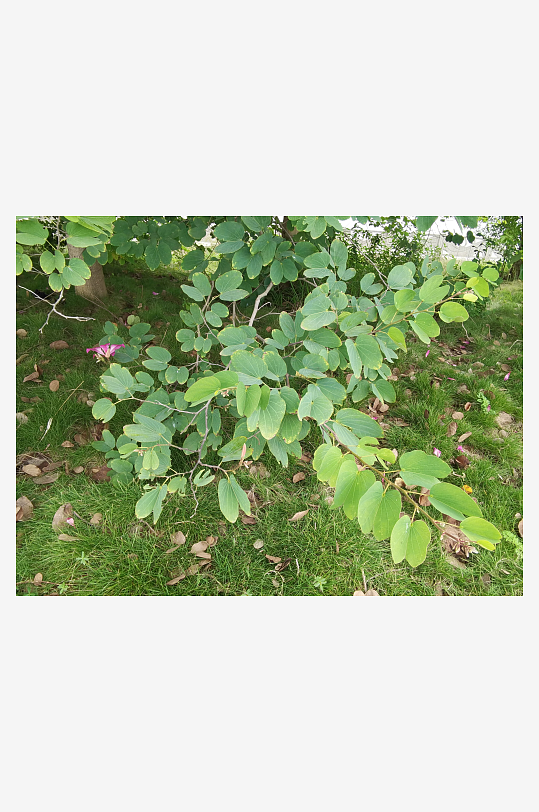 枝头绽放的艳丽花朵-众图网