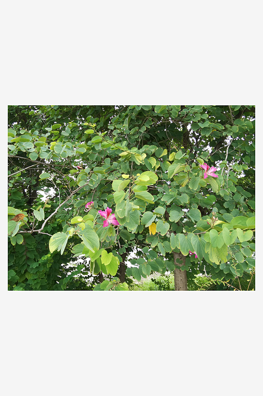 枝头绽放的艳丽花朵-众图网