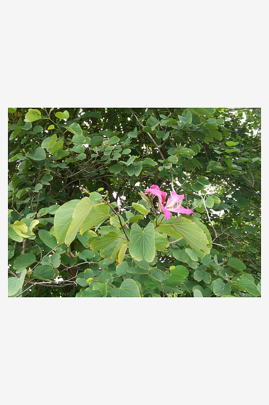 枝头绽放的艳丽花朵-众图网