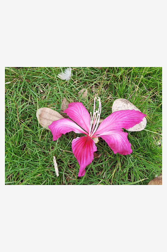 枝头绽放的艳丽花朵-众图网