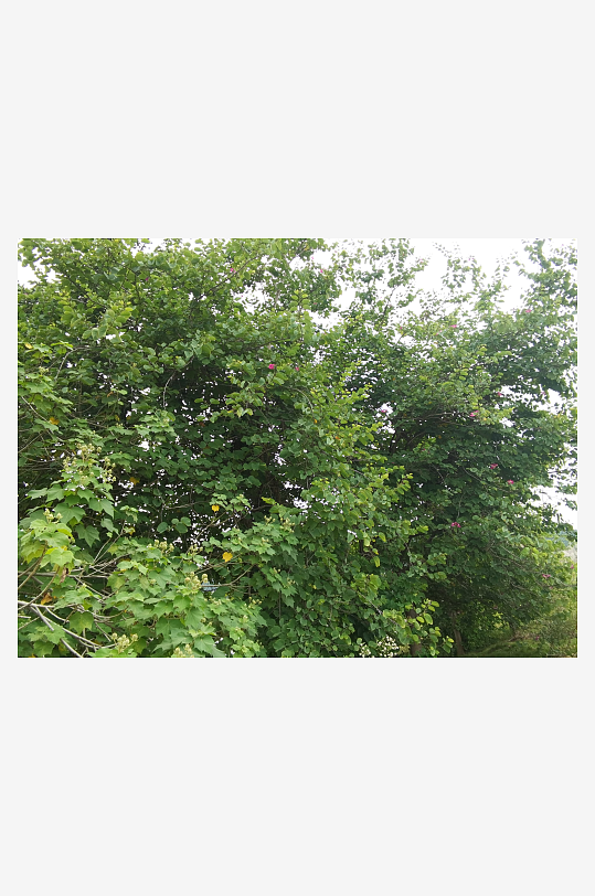 枝头绽放的艳丽花朵-众图网