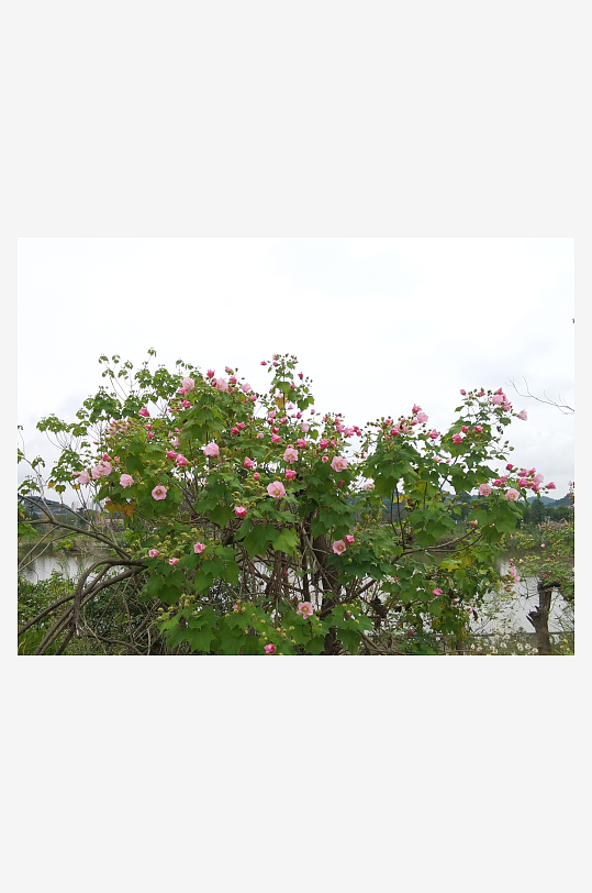 枝头绽放的艳丽花朵-众图网