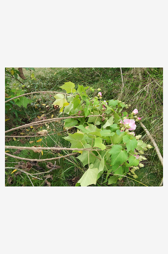 枝头绽放的艳丽花朵-众图网