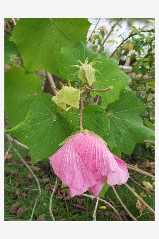 枝头绽放的艳丽花朵-众图网