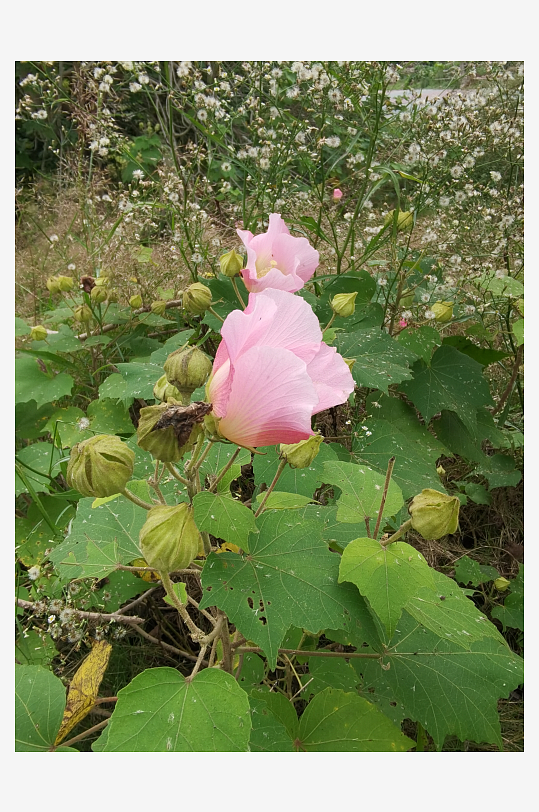 枝头绽放的粉色木芙蓉花-众图网