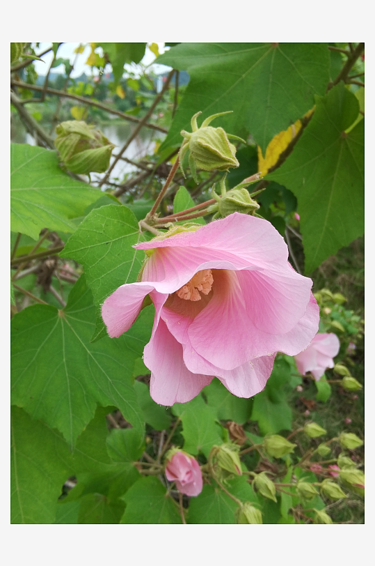 枝头绽放的粉色木芙蓉花-众图网