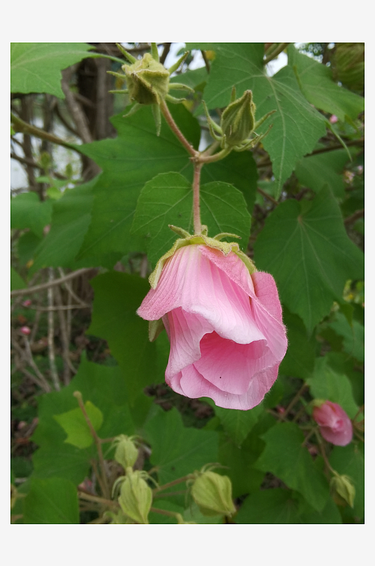 枝头绽放的粉色木芙蓉花-众图网