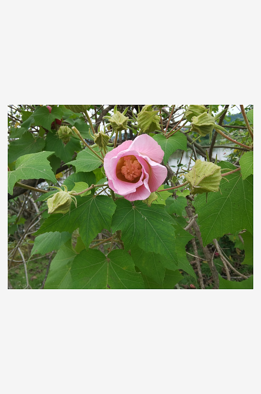 枝头绽放的粉色木芙蓉花-众图网