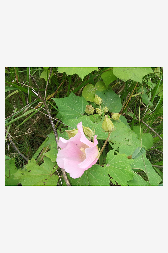 枝头绽放的粉色木芙蓉花-众图网