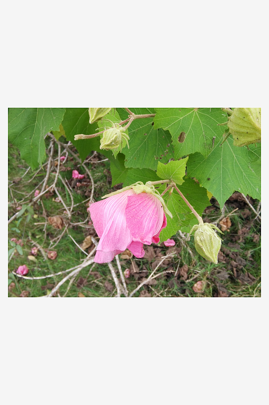 枝头绽放的粉色木芙蓉花-众图网
