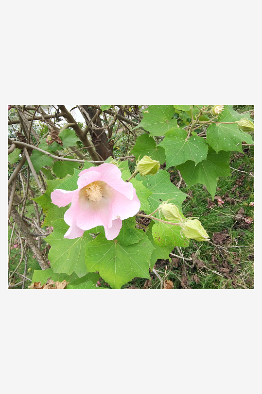 枝头绽放的粉色木芙蓉花-众图网